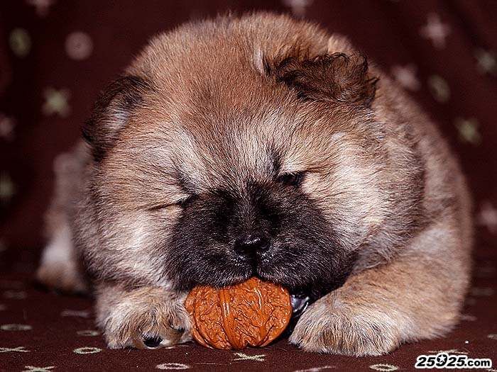 FIRST CASH的红色松狮犬母犬照片40天图片