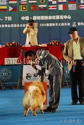 07.10.7日HOPE获FCI全犬种中国冠军展全场总冠军BIS