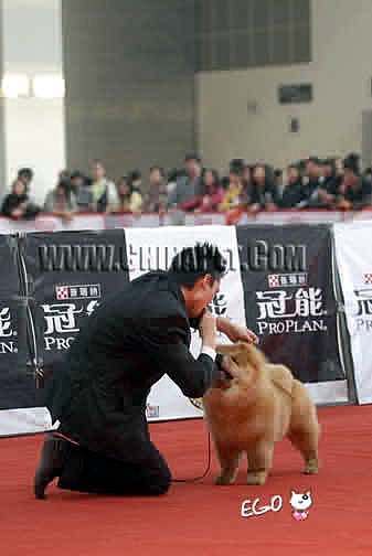 07.12.2日CASTLE获南宁名犬冠军展全场总冠军BIS松狮冠军
