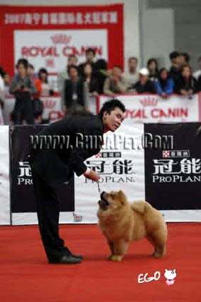 07.12.2日CASTLE获南宁名犬冠军展全场总冠军BIS松狮冠军