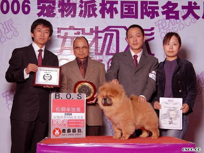 FIRST JJ2006年宠物派杯松狮单独展获得全场BOS