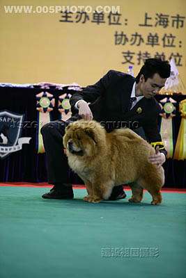 07年3月上海宠物嘉年华YOYO松狮单独展全场总冠军BISS