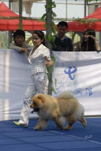 2008.5.17日天意获CKC苏州全犬种赛全场总冠军