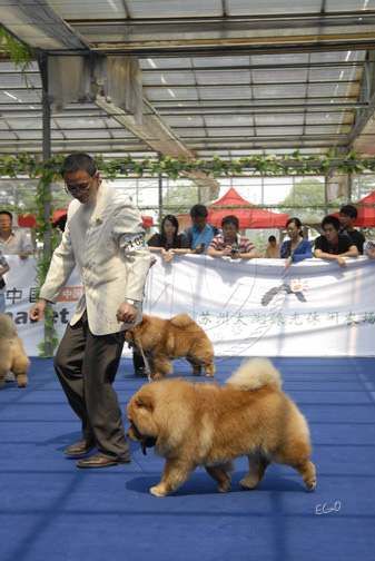 2008.5.17日天意获CKC苏州全犬种赛全场总冠军