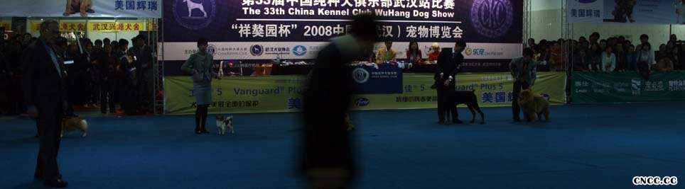 2008.11.14日LEADER获武汉全场总冠军BIS松狮冠军