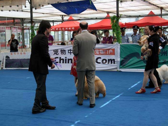 09.5.10日第三届苏州国际名犬展小现金获松狮犬冠军
