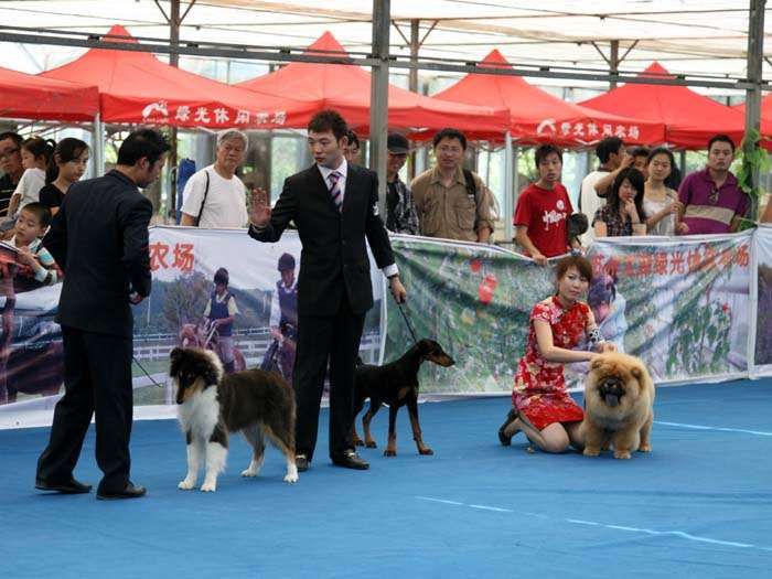 09.5.10日第三届苏州国际名犬展小现金获松狮犬冠军