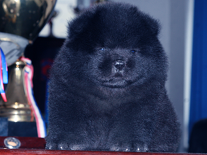 优惠出售熊仔万熊赛级纯种2黑色松狮母犬