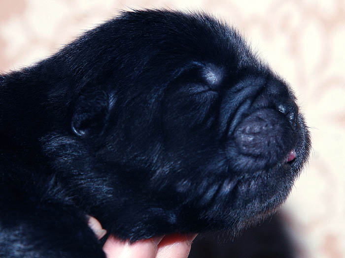 2014战神和六万赛级纯种黑松狮幼犬图片