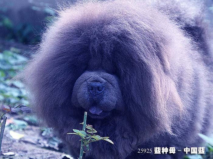 中国蓝-25925蓝色松狮犬种母图片