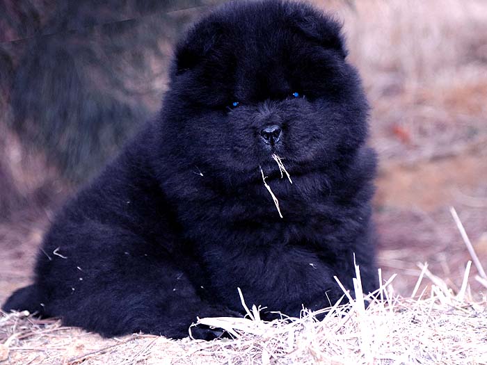 出售小现金的纯种赛级松狮犬黑色幼犬公