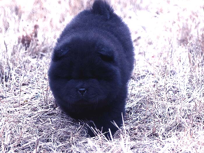 出售小现金的纯种赛级松狮犬黑色幼犬公