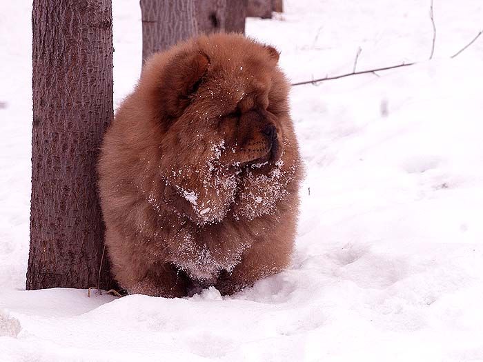 3个月战神儿子赛级红色纯种松狮幼犬雪地照片