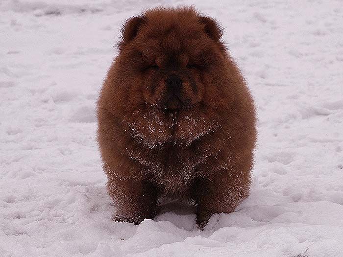3个月战神女儿赛级红色纯种松狮幼犬雪地照片图片