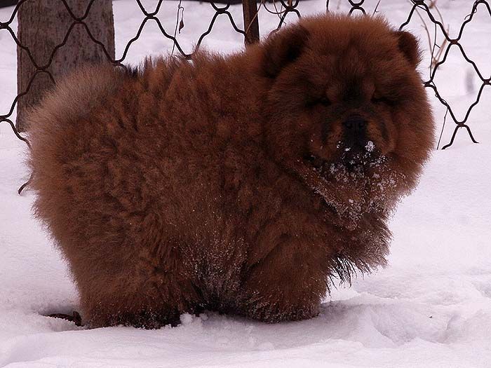 3个月战神女儿赛级红色纯种松狮幼犬雪地照片图片