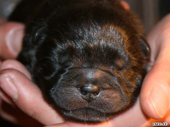 刚出生小黑色松狮犬图片 现金皇后黑色松狮幼犬