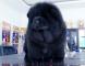 黑色松狮犬图片09年现金和皇后的赛级黑色冠军级松狮幼犬图片1