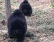 松狮图片11年六万和熊仔的2两条黑色松狮幼犬母犬图片图片