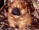 FIRST CASH小现金和钻石的母犬松狮幼犬图片