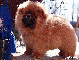 松狮犬幼犬图片战神和保龄的红色冠军级公松狮 松狮犬图片