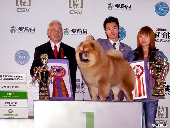 07.10.7日HOPE获FCI全犬种中国冠军展全场总冠军BIS图片