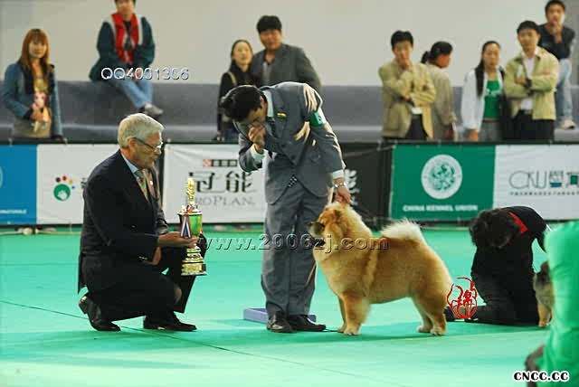 07.10.7日HOPE获FCI全犬种中国冠军展全场总冠军BIS