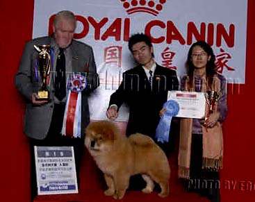 07.12.2日CASTLE获南宁名犬冠军展全场总冠军BIS松狮冠军图片