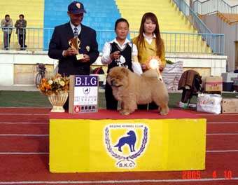 05年4月10日阿KING荣获松狮犬冠军BOB非运动组冠军BIG图片