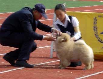 05年4月10日阿KING荣获松狮犬冠军BOB非运动组冠军BIG