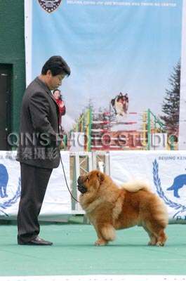 04年CASH现金获得BKC松狮犬单独展全场总冠军BISS