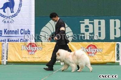 04年CASH现金获得BKC松狮犬单独展全场总冠军BISS