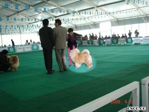 2006FCI全犬种中国冠军展松狮犬冠军FIRST SUNNY