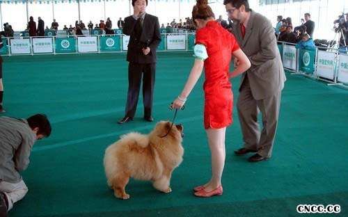 2006FCI全犬种中国冠军展松狮犬冠军FIRST SUNNY