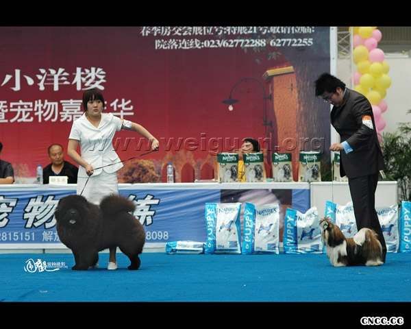 2006重庆世界名犬大赛猩猩小子获松狮幼犬冠军