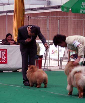 FIRST JJ2006年宠物派杯松狮单独展获得全场BOS
