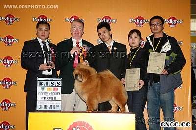 07年3月上海宠物嘉年华YOYO松狮单独展全场总冠军BISS图片