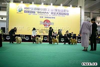 07年3月上海宠物嘉年华YOYO松狮单独展全场总冠军BISS