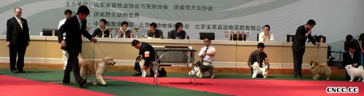07.5.7FIRST金小欣济南获得全场总冠军BIS松狮冠军