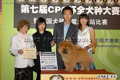 07.5.27金小欣在北京CPC杯获松狮犬WB松狮犬冠军图片