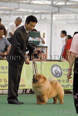 07.5.27金小欣在北京CPC杯获松狮犬WB松狮犬冠军
