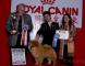07.12.2日CASTLE获南宁名犬冠军展全场总冠军BIS松狮冠军图片