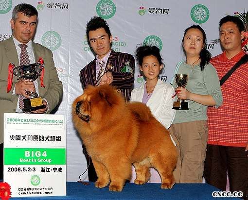 2008年5月2日天意在CKU宁波FCI冠军展获松狮犬冠军图片