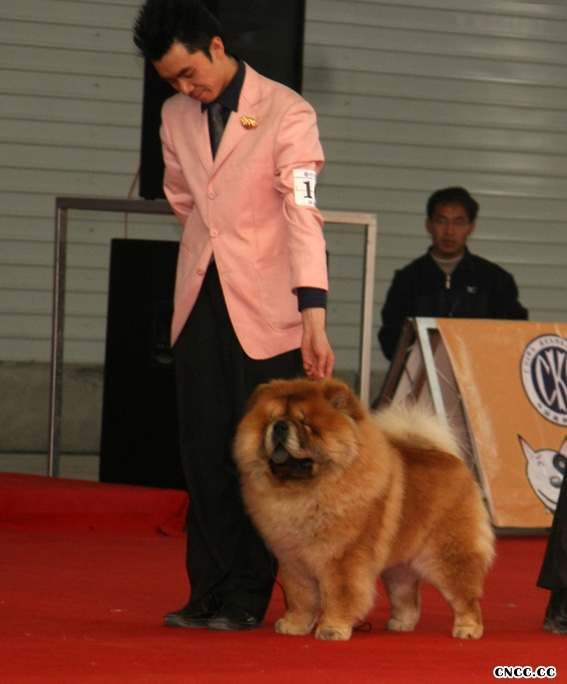 08.03.16CKC全犬种比赛FIRST CASH获全场总冠军