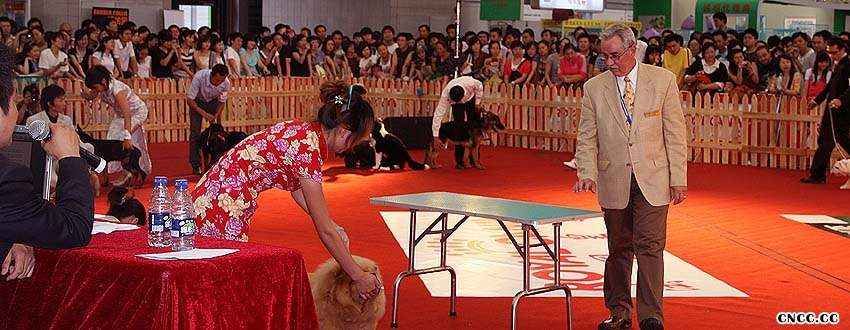 2008.9.6日LEADER获亚洲宠物展犬王和松狮冠军