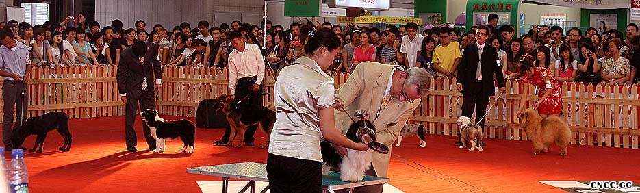 2008.9.6日LEADER获亚洲宠物展犬王和松狮冠军