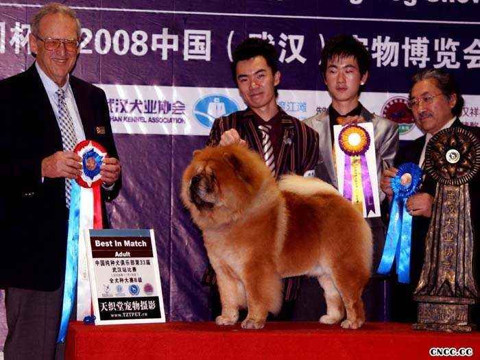 08.11.16日小现金获33届中国纯种犬全场总冠军BIS图片
