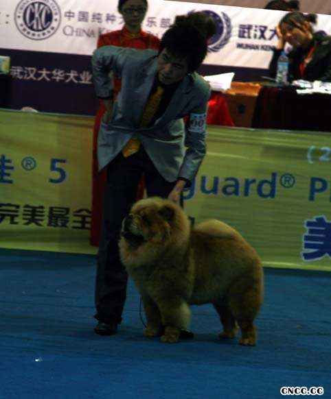 2008.11.14日LEADER获武汉全场总冠军BIS松狮冠军