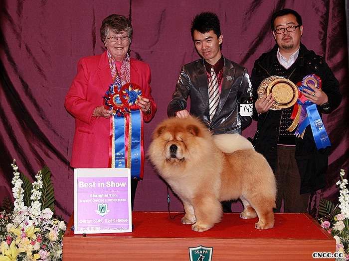 09年3月6日上海佛爷获得全场总冠军BIS和超级BIS图片