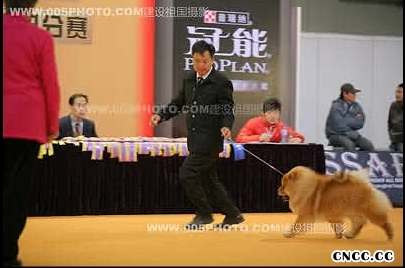 09年3月6日上海佛爷获得全场总冠军BIS和超级BIS