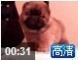 战神和六万顶级红色美系松狮母犬幼犬视频